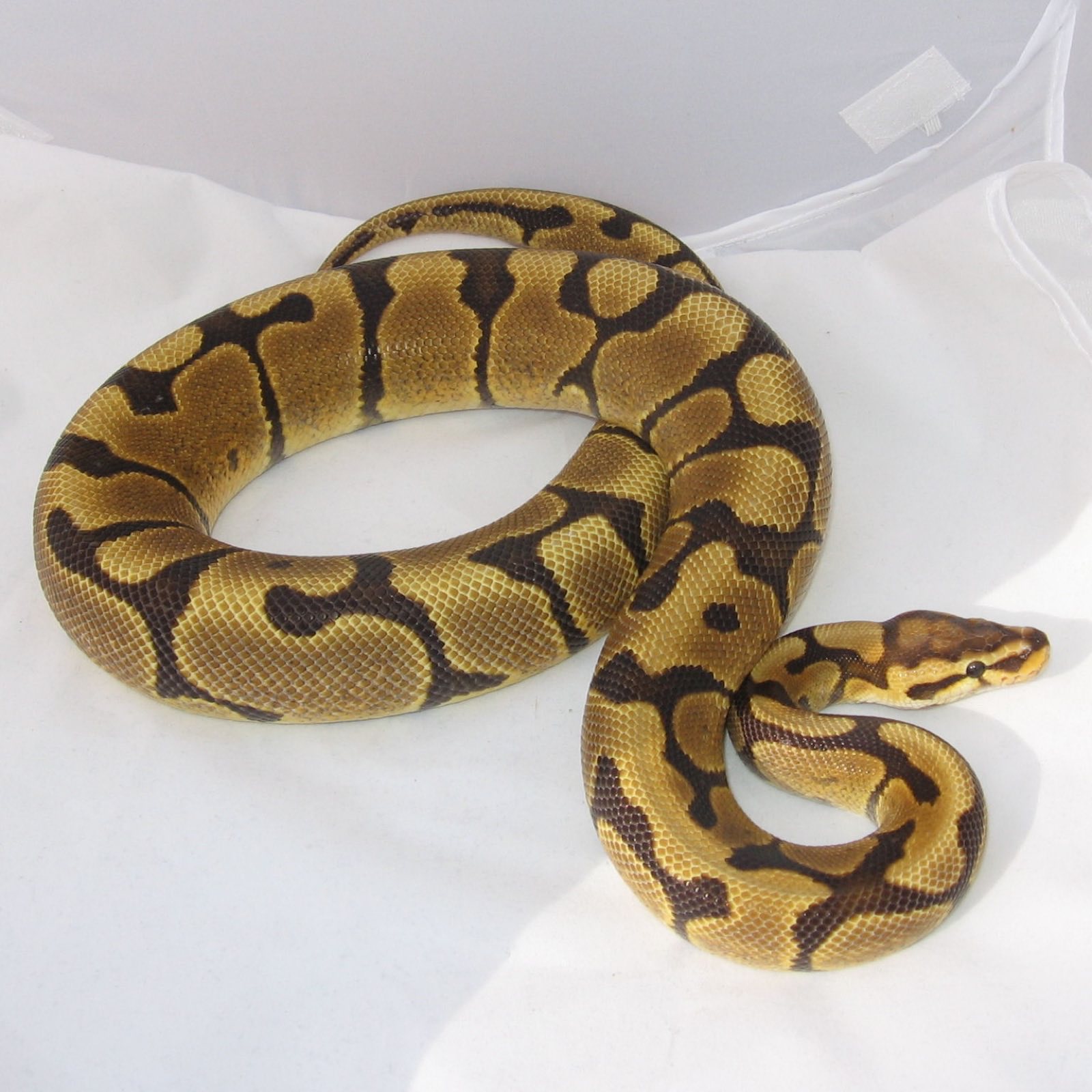 Ball Pythons
