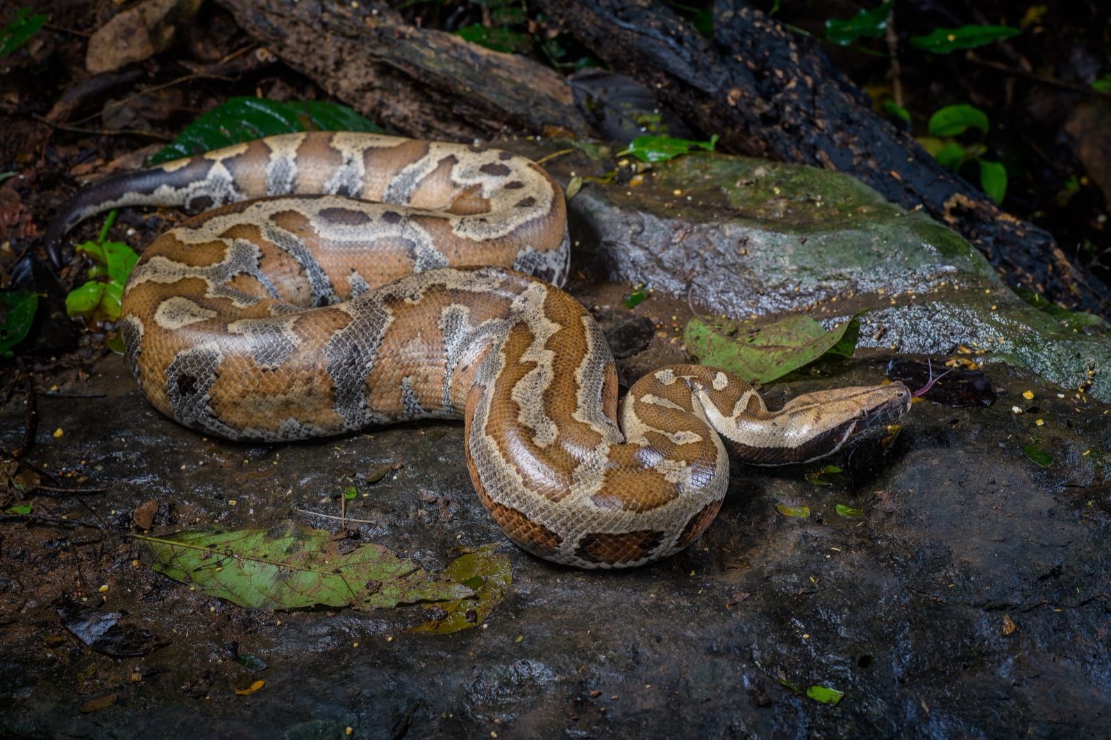 Blood & Short-tail Pythons
