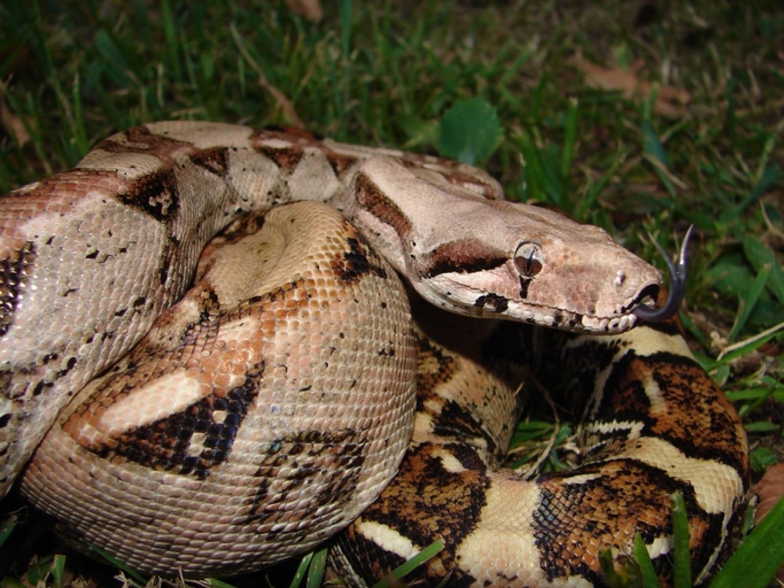Boa Constrictors