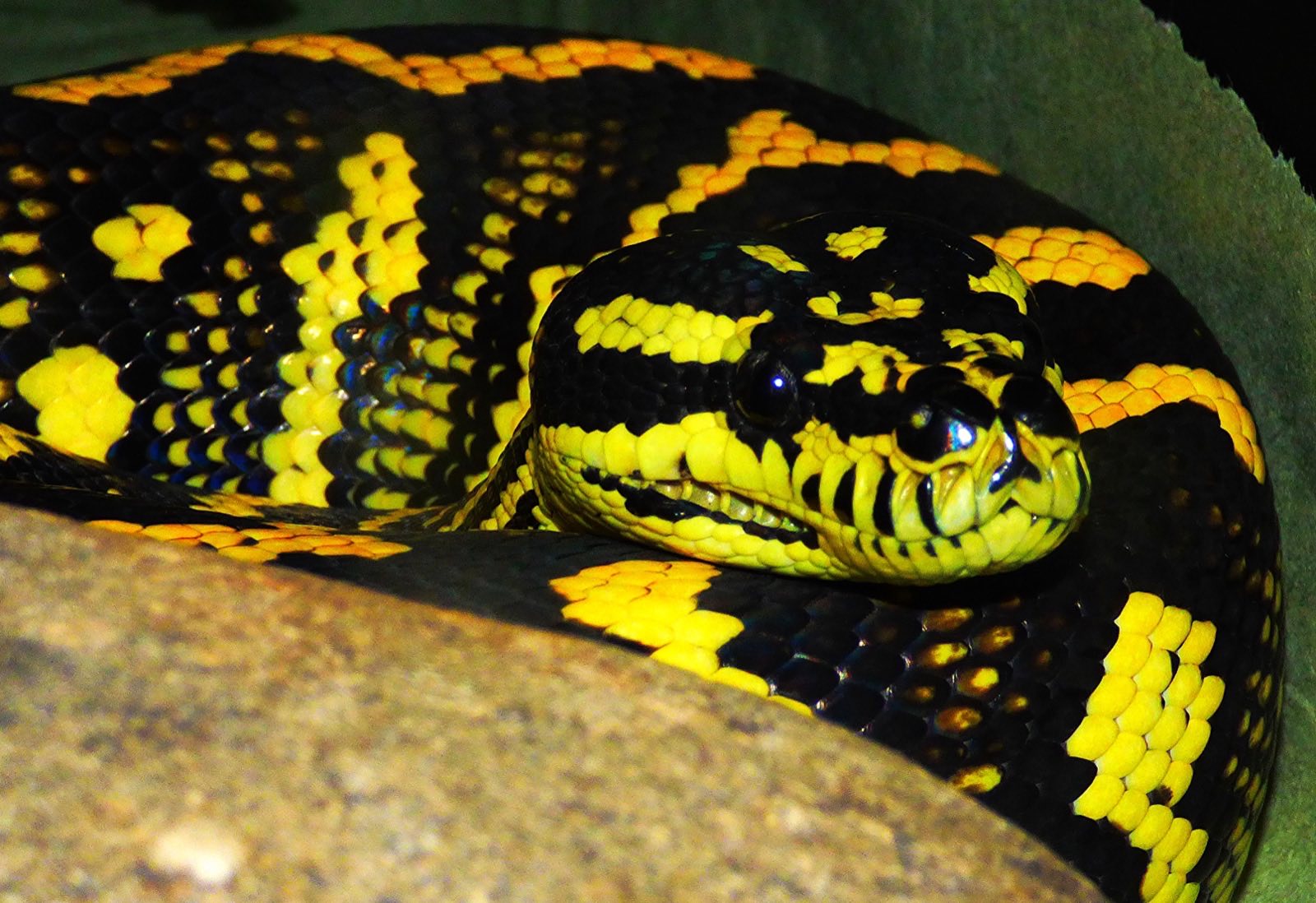 Carpet Pythons