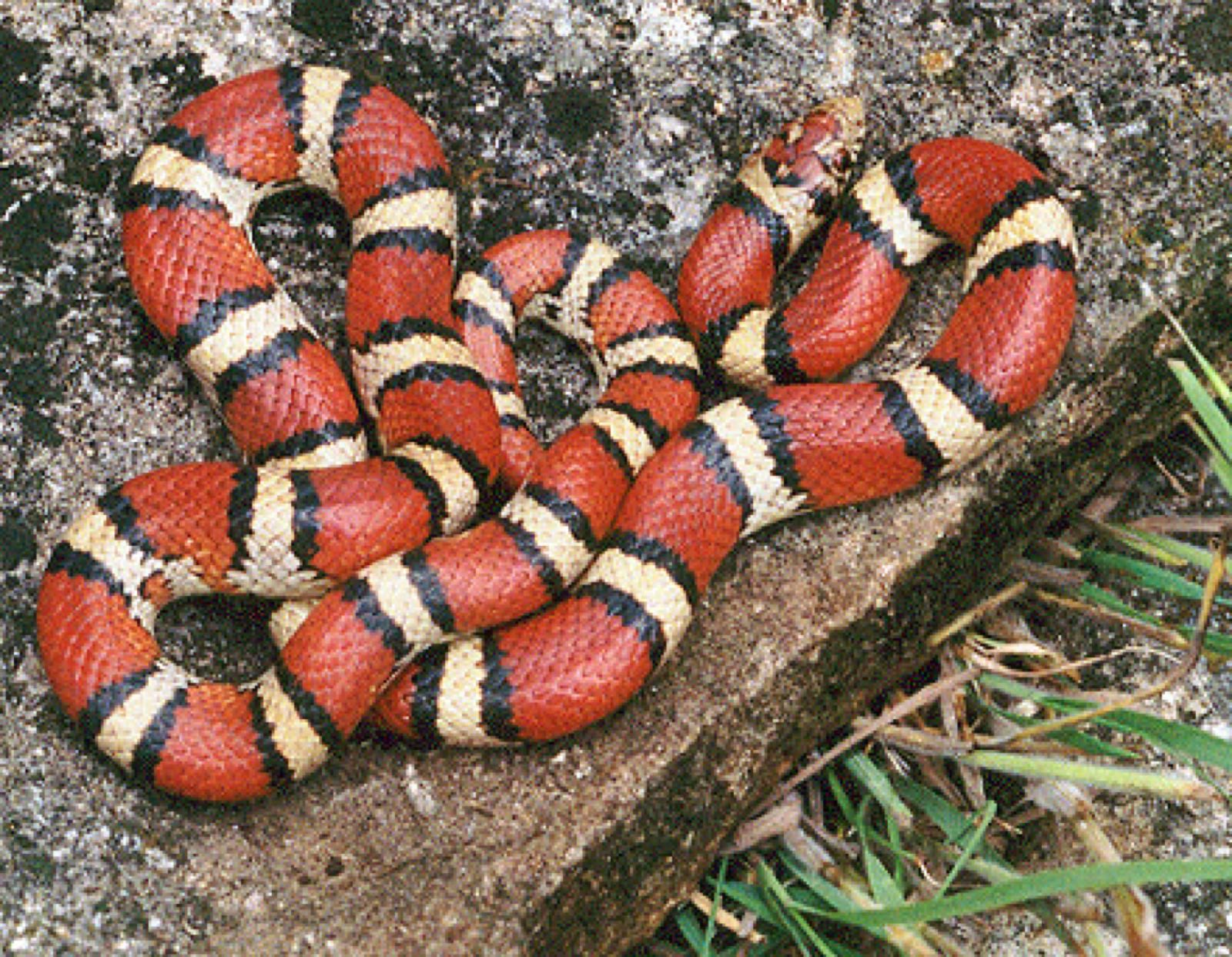 Colubrids