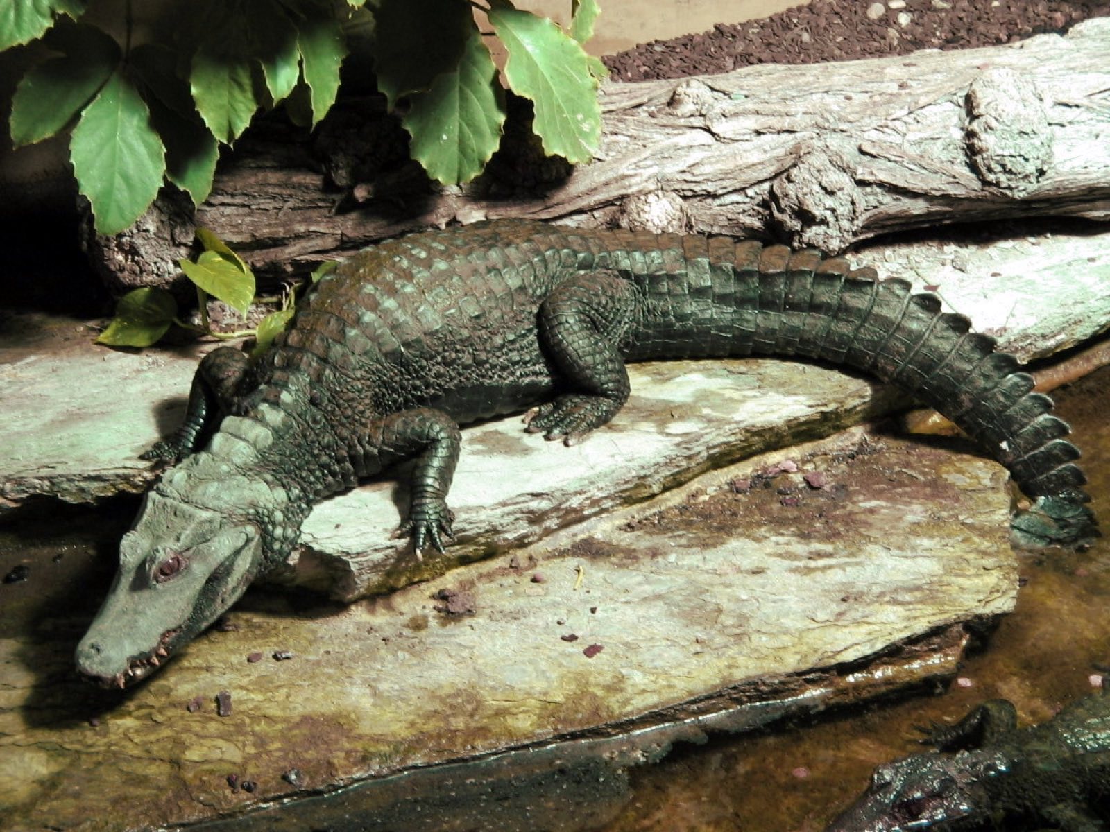 Crocodilians