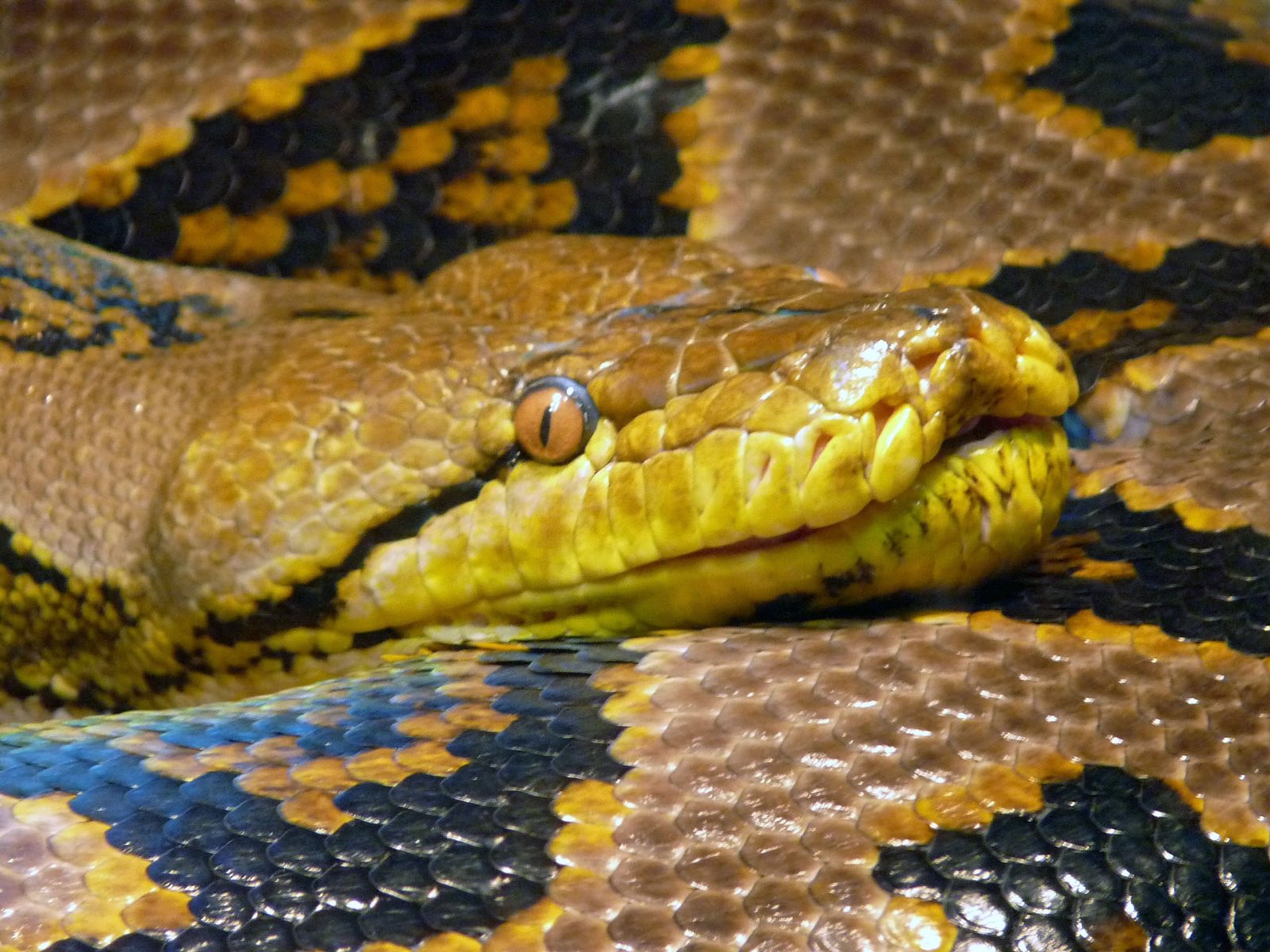 Reticulated Pythons