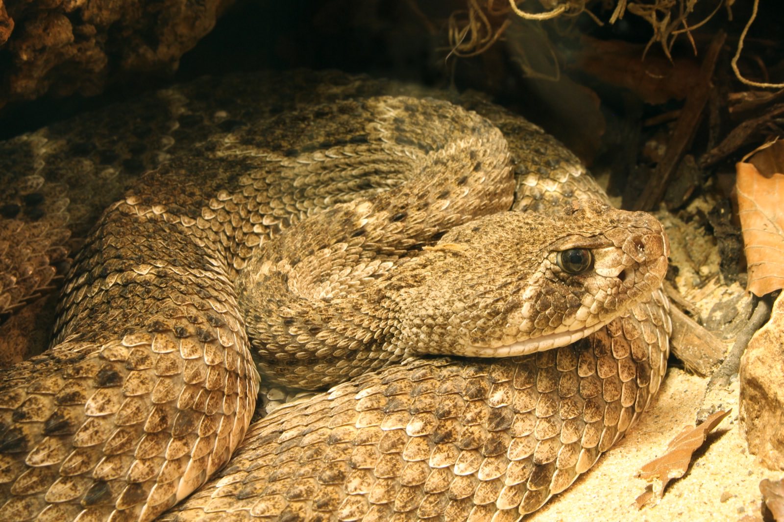 Venomous Snakes